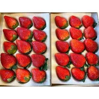 【先行予約】とちあいか 約380g～420g×2パック【ふるさと納税】＼選べる内容量／【先行予約】とちあいか 約380g～420g×2パック | いちご イチゴ 苺 栃木 とちあいか 新種 甘い 糖度 ハート型 フルーツ 果物 スイーツ いちごジャム ギフト 産地直送 ※離島への配送不可 ※2026年1月中旬～3月下旬頃に順次発送予定