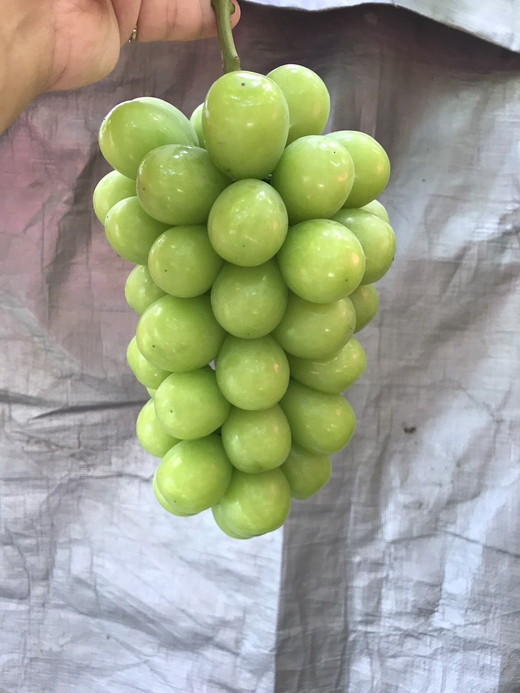 【先行予約】数量限定　シャインマスカット 約2kg｜ フルーツ ぶどう ブドウ 葡萄 果物 旬 大粒 高級 種なし ※北海道・沖縄・九州・離島への配送不可 ※2024年9月中旬～10月上旬頃に順次発送予定