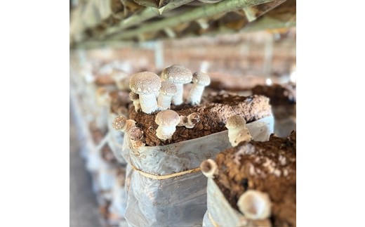 【先行受付】【訳あり】栃木県宇都宮市産　菌床椎茸　2kg ※2025年11月以降順次発送予定