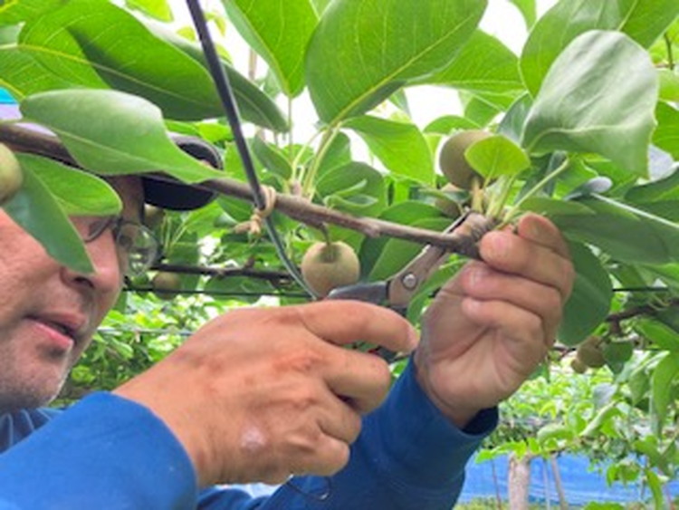 あきづき 5kg 【ふせや梨園】| 農家直送 梨 ナシ 果物 フルーツ 宇都宮市 栃木県 ※2025年9月中旬頃より順次発送予定