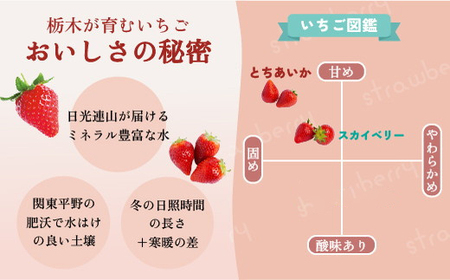 【先行予約】スカイベリー 2箱 1.16kg（1箱(2パック入)×2）ギフト 贈答 いちご 大粒 | ギフト 贈答 栃木県 宇都宮市 果物 フルーツ 苺 イチゴ 人気　※2026年1月上旬～3月上旬頃に順次発送予定　※北海道・沖縄・離島への配送不可