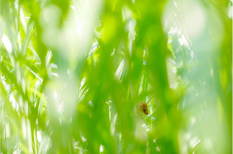 Canon 中望遠マクロレンズ EF100mm F2.8Lマクロ IS USM ｜ キヤノン Canon カメラ レンズ  写真 撮影