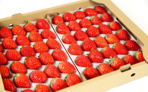 【先行予約】【産地直送】JBファームのなつおとめ（約1200g） ｜ 栃木県宇都宮市 いちご イチゴ 苺 なつおとめ ※2025年6月上旬～2026年1月下旬頃に順次発送予定