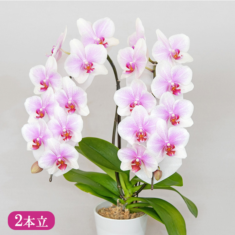 胡蝶蘭 オリジナル品種「ヴィーナス 」2本立ち｜花 蘭 らん ラン コチョウラン 産地直送 生花 鉢 鉢植え 開院祝い 開店祝い 開業祝い 結婚祝い 結婚記念日 就任祝い 退職祝い お祝い 母の日 父の日 ギフト 贈り物 プレゼント　※沖縄、離島への配送不可