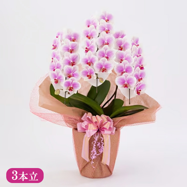 胡蝶蘭 オリジナル品種「ヴィーナス 」3本立ち｜花 蘭 らん ラン コチョウラン 産地直送 生花 鉢 鉢植え 開院祝い 開店祝い 開業祝い 結婚祝い 結婚記念日 就任祝い 退職祝い お祝い 母の日 父の日 ギフト 贈り物 プレゼント　※沖縄、離島への配送不可