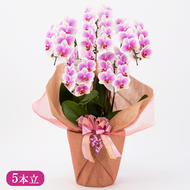 胡蝶蘭 オリジナル品種「ヴィーナス 」5本立ち｜花 蘭 らん ラン コチョウラン 産地直送 生花 鉢 鉢植え 開院祝い 開店祝い 開業祝い 結婚祝い 結婚記念日 就任祝い 退職祝い お祝い 母の日 父の日 ギフト 贈り物 プレゼント　※沖縄、離島への配送不可