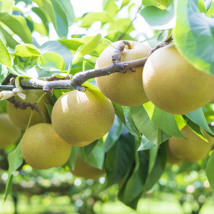 【家庭用】品種おまかせ 梨 5kg 幸水 豊水 秋月 甘太 にっこり｜ 栃木県産 果物 フルーツ　※離島への配送不可