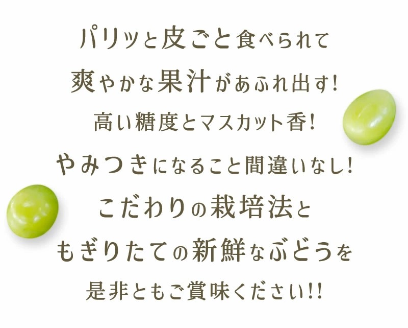 シャインマスカット 約1.4kg　※2025年9月中旬頃より順次発送予定