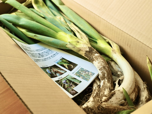 【GI産品】『新里ねぎ』 GIマーク取得のブランド伝統野菜 土付き 3kg