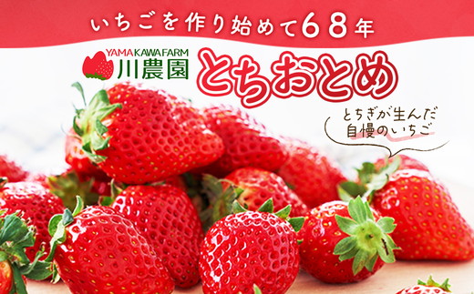 【先行予約】＜いちご3か月定期便＞栃木県産とちおとめ320g×2パック 3Lサイズ 3回｜栃木県 宇都宮市 いちご 苺 とちおとめ イチゴ フルーツ 果物 新鮮 平積み 甘い 糖度 旬 産地直送 2026年1月 2月 3月 ※離島への配送不可 ※2026年1月中旬～4月中旬頃に順次発送予定