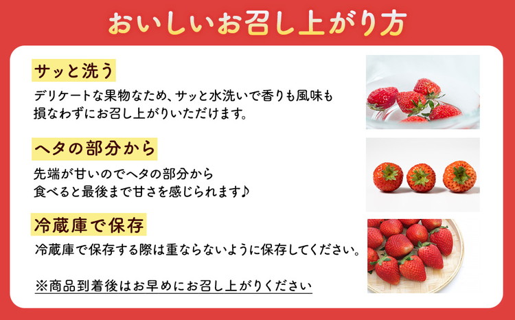 いちご食べ比べセット スカイベリー300g&とちあいか300g ｜ いちご 栃木 スカイベリー 甘い 糖度 旬 新鮮 フルーツ 果物 アレンジ スイーツ いちごジャム フルーツサンド ※2025年12月下旬～2026年3月下旬頃に順次発送予定 ※北海道・沖縄・離島への配送不可