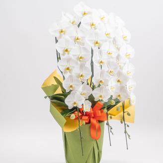 【栃木県宇都宮産】特選胡蝶蘭（大輪）白　3本立 45～46輪クラス ※離島への配送不可
