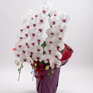 【栃木県宇都宮産】特選胡蝶蘭（大輪）白赤　3本立 45～46輪クラス ※離島への配送不可