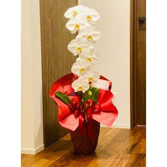 【栃木県宇都宮産】胡蝶蘭（大輪）白　1本立 ※離島への配送不可