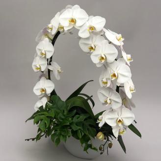 【栃木県宇都宮産】胡蝶蘭（大輪）白　サークル仕立 （ラッピング不可・リボンのみ無料） ※離島への配送不可
