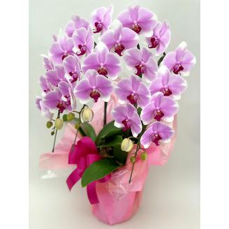 【栃木県宇都宮産】胡蝶蘭（小輪）ピンクラテ　3本立 ※離島への配送不可