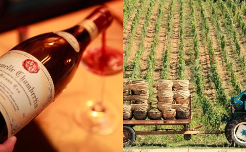 大谷の天然地下蔵で深みを増すワイン ローヌ 赤 ヴァントゥー 6本セット ｜ 赤ワイン お酒 飲み比べ セット ギフト 栃木県 宇都宮市 ※離島への配送不可