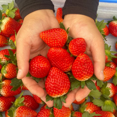 栃木のとちおとめジャムセット【イチゴジャム2本】