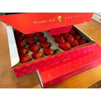 【先行予約】スカイベリー 約390g～430g×2パック | いちご 栃木 スカイベリー 大粒 大きい いちご 苺 イチゴ 栃木 果物 甘い 評判 鮮度 抜群 好評 人気 アレンジ アフター対応あり※離島への配送不可 ※2026年1月中旬～3月下旬頃に順次発送予定