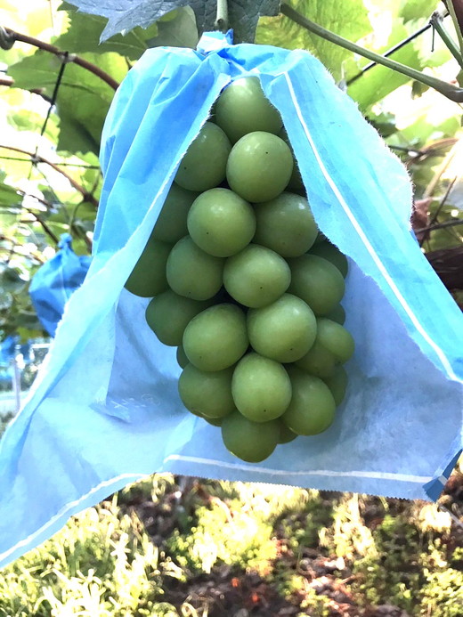 【先行予約】数量限定　シャインマスカット 約2kg｜ フルーツ ぶどう ブドウ 葡萄 果物 旬 大粒 高級 種なし ※北海道・沖縄・九州・離島への配送不可 ※2024年9月中旬～10月上旬頃に順次発送予定