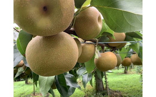 【糖度保証】阿部梨園の梨（3kg　メルシー箱）幸水　※離島への配送不可　※2025年8月中旬～8月下旬頃に順次発送予定