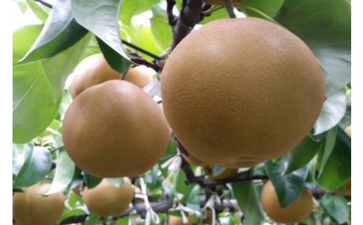 【糖度保証】阿部梨園の梨（3kg　メルシー箱）豊水　※離島への配送不可　※2025年9月上旬～9月下旬頃に順次発送予定