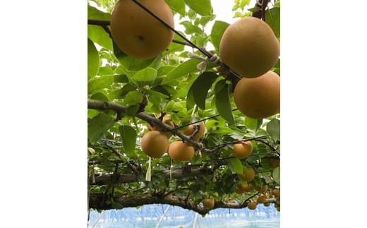 阿部梨園の梨（3kg　レギュラー箱）あきづき　※離島への配送不可　※2025年9月中旬～9月下旬頃に順次発送予定