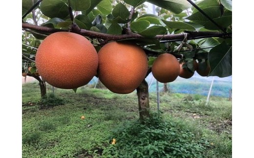 阿部梨園の梨（3kg　レギュラー箱）にっこり　※離島への配送不可　※2025年10月上旬～10月下旬頃に順次発送予定