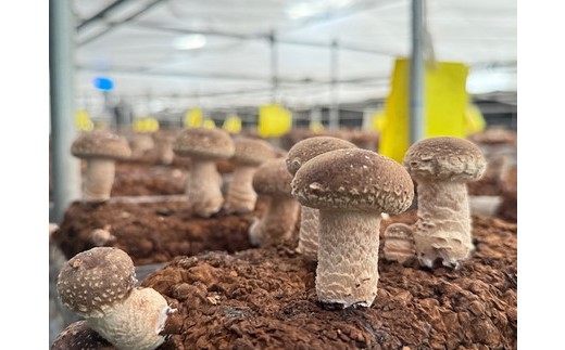 【先行受付】【訳あり】栃木県宇都宮市産　菌床椎茸　2kg ※2025年11月以降順次発送予定