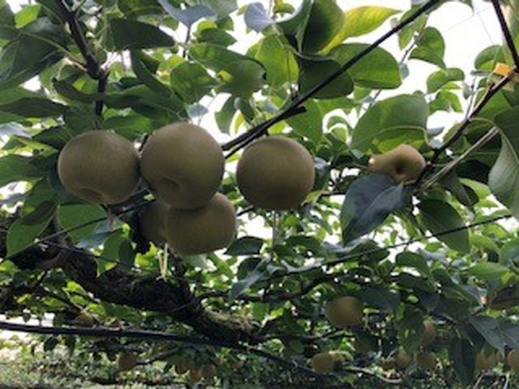 幸水 5kg 【ふせや梨園】| 農家直送 梨 ナシ 果物 フルーツ 宇都宮市 栃木県 ※2025年8月下旬頃より順次発送予定