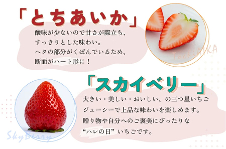 【先行予約】スカイベリー 2箱 1.16kg（1箱(2パック入)×2）ギフト 贈答 いちご 大粒 | ギフト 贈答 栃木県 宇都宮市 果物 フルーツ 苺 イチゴ 人気　※2026年1月上旬～3月上旬頃に順次発送予定　※北海道・沖縄・離島への配送不可