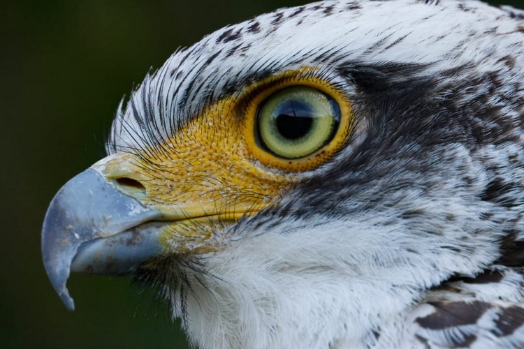 Canon 望遠レンズ RF1200mm F8 L IS USM ｜ キヤノン Canon カメラ レンズ  写真 撮影
