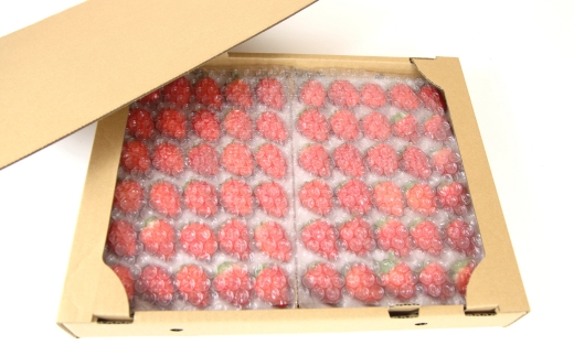 【先行予約】【産地直送】JBファームのなつおとめ（約600g） ｜ 栃木県宇都宮市 いちご イチゴ 苺 なつおとめ ※2025年6月上旬～2026年1月下旬頃に順次発送予定