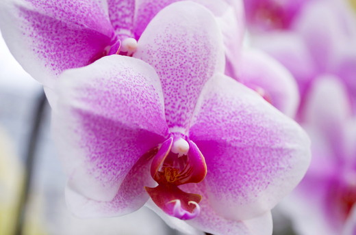 胡蝶蘭 オリジナル品種「ヴィーナス 」2本立ち｜花 蘭 らん ラン コチョウラン 産地直送 生花 鉢 鉢植え 開院祝い 開店祝い 開業祝い 結婚祝い 結婚記念日 就任祝い 退職祝い お祝い 母の日 父の日 ギフト 贈り物 プレゼント　※沖縄、離島への配送不可