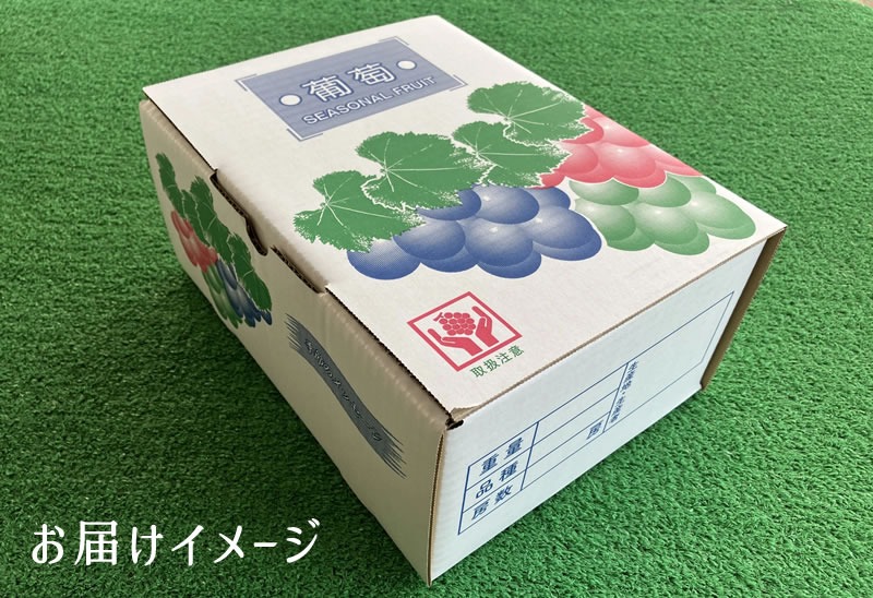 シャインマスカット 約1.2kg　※2025年9月中旬頃より順次発送予定