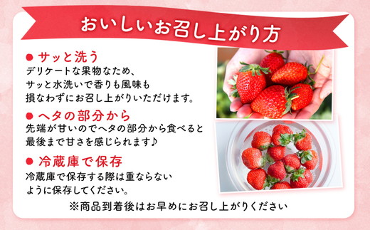 【先行予約】とちおとめ320g×2パック 3Lサイズ いちご 苺 イチゴ フルーツ 果物 国産 平積み ※離島への配送不可 ※2026年1月中旬～4月中旬頃に順次発送予定