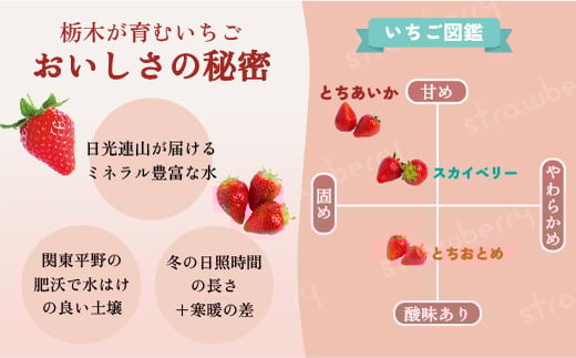 朝摘み とちあいか 4パックセット ※離島への配送不可 ※2026年1月～3月頃に順次発送予定