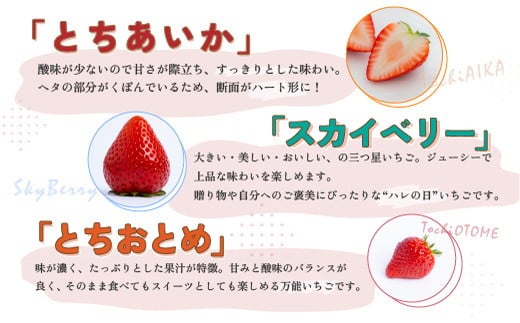 厳選いちご“スカイベリー” | いちご 栃木 スカイベリー 甘い 糖度 旬 新鮮 フルーツ 果物 アレンジ スイーツ いちごジャム フルーツサンド　※離島への配送不可　※2024年12月下旬頃～2025年5月上旬頃に順次発送予定