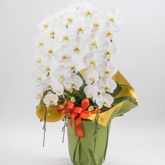 【栃木県宇都宮産】特選胡蝶蘭（大輪）白　3本立 45～46輪クラス ※離島への配送不可