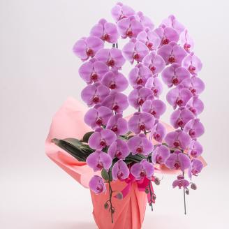 【栃木県宇都宮産】特選胡蝶蘭（大輪）ピンク　3本立 45～46輪クラス ※離島への配送不可