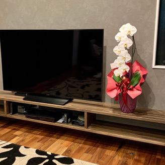 【栃木県宇都宮産】胡蝶蘭（大輪）白　1本立 ※離島への配送不可