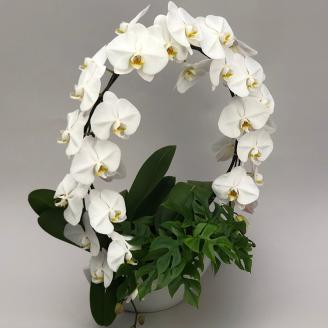 【栃木県宇都宮産】胡蝶蘭（大輪）白　サークル仕立 （ラッピング不可・リボンのみ無料） ※離島への配送不可