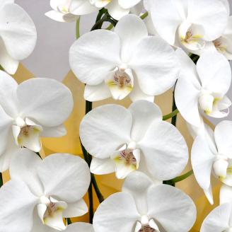 【栃木県宇都宮産】胡蝶蘭（小輪）ソゴーマンタ　3本立 ※離島への配送不可