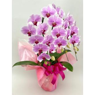【栃木県宇都宮産】胡蝶蘭（小輪）ピンクラテ　3本立 ※離島への配送不可