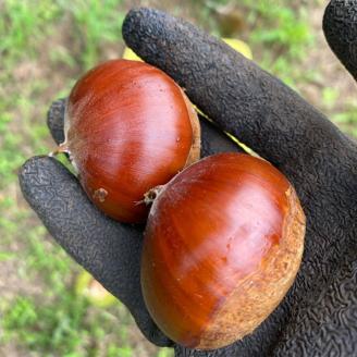 【栃木県宇都宮産】和栗ペースト（1kg） ※離島への配送不可