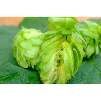 宇都宮 クラフトビール 宇都宮産麦芽100%コンビ 10本セット(各330ml)【 ビール ギフト 飲み比べ 栃木県 宇都宮市 】※離島への配送不可