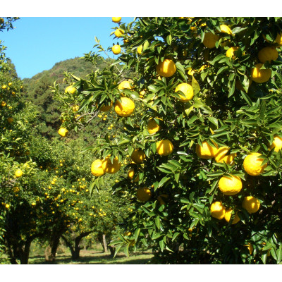 宮ゆず贅沢セット