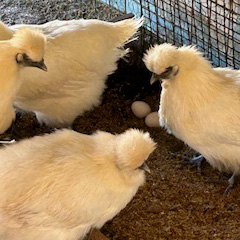 烏骨鶏　濃厚な黄身！爽やかな白身が自慢！【烏骨鶏輝翔卵】20玉 ◇ ※離島への配送不可