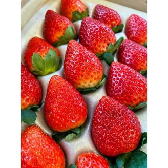 【先行予約】とちあいか 約380g～420g×4パック | いちご イチゴ 苺 栃木 とちあいか 新種 甘い 糖度 ハート型 フルーツ 果物 スイーツ いちごジャム ギフト 産地直送 ※離島への配送不可 ※2026年1月中旬～3月下旬頃に順次発送予定