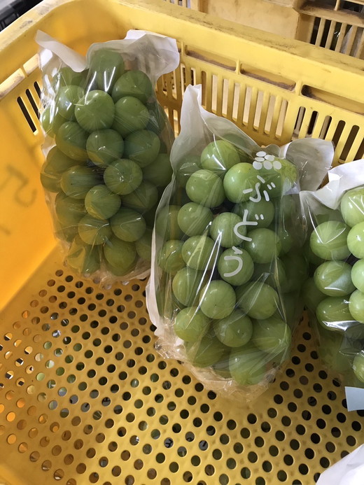 【先行予約】数量限定　シャインマスカット 約2kg｜ フルーツ ぶどう ブドウ 葡萄 果物 旬 大粒 高級 種なし ※北海道・沖縄・九州・離島への配送不可 ※2024年9月中旬～10月上旬頃に順次発送予定